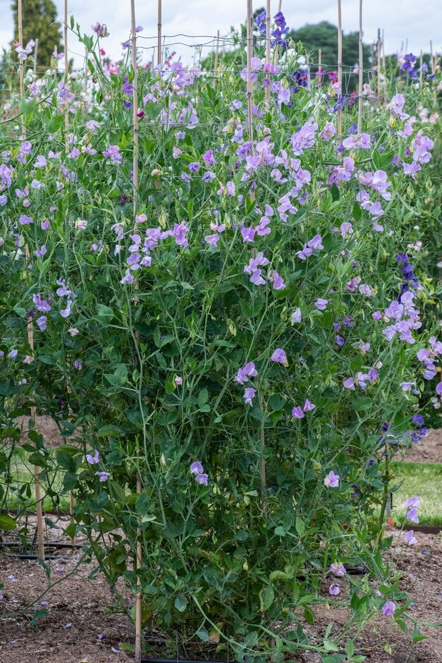 <i>Lathyrus</i> <i>odoratus</i> 'Astrid'