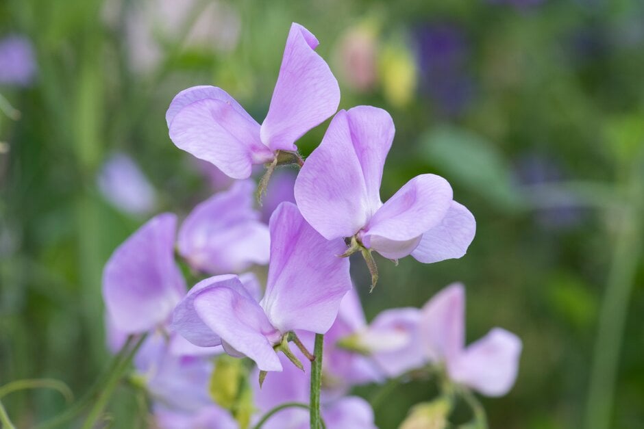 <i>Lathyrus</i> <i>odoratus</i> 'Astrid'