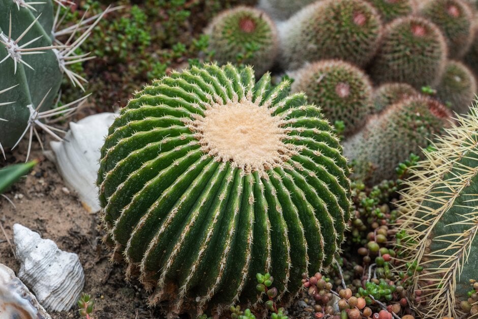 <i>Echinocactus</i> <i>grusonii</i> var. <i>brevispinus</i>