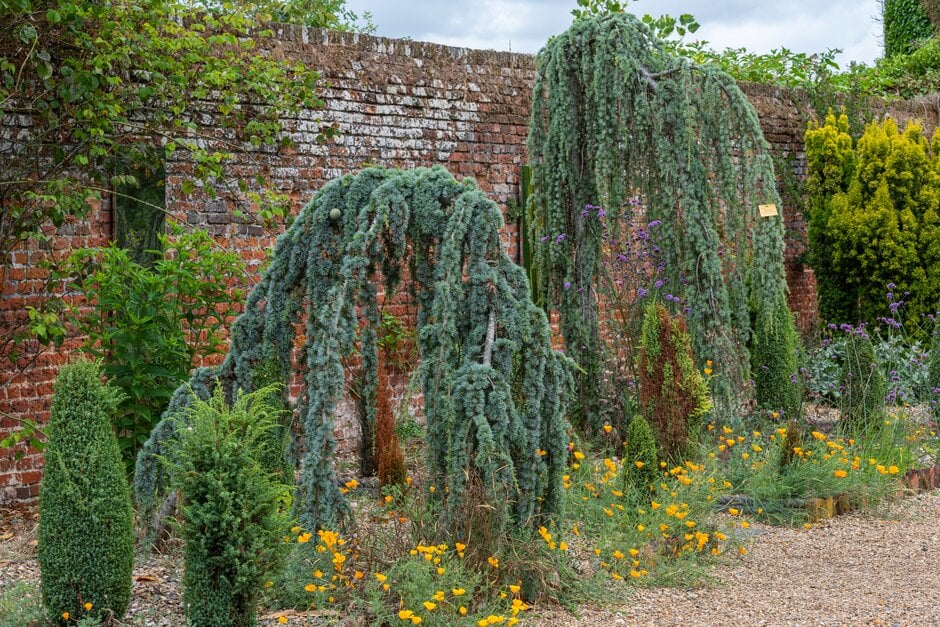blue Atlas cedar 'Glauca Pendula'