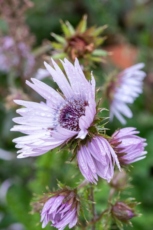 purple berkheya