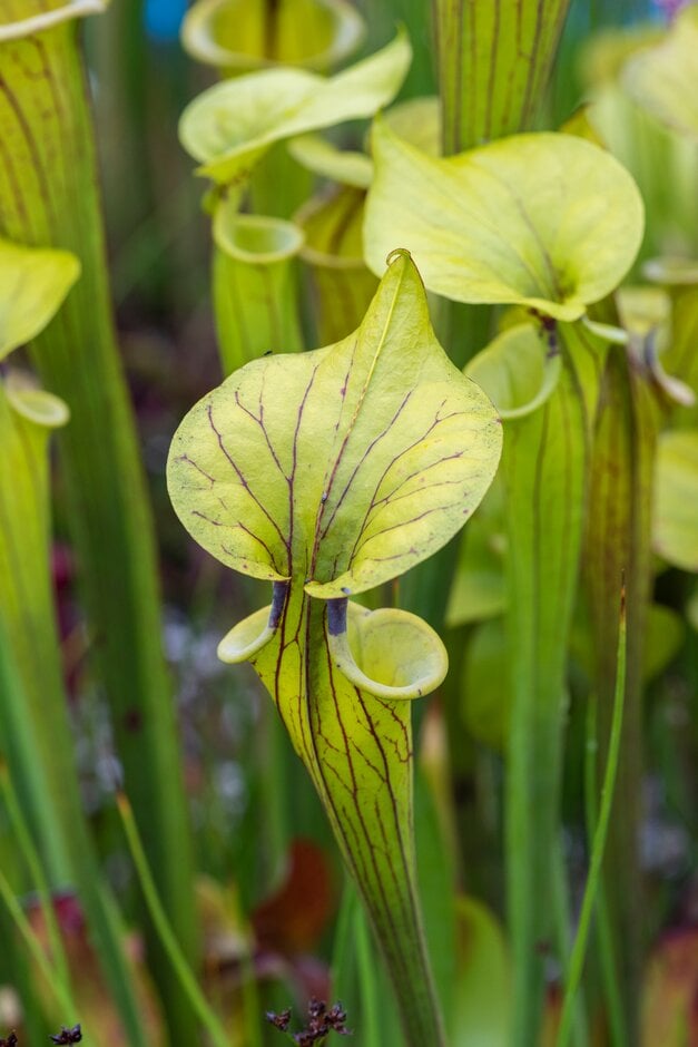 showy yellow pitcher plant