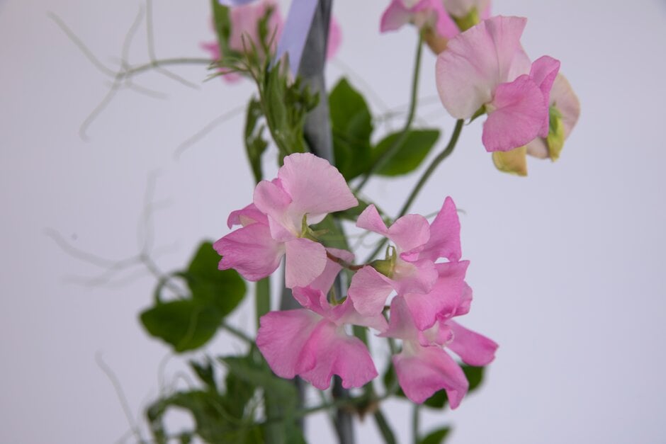 <em>Lathyrus</em> <em>odoratus</em> 'Dawn Everest'