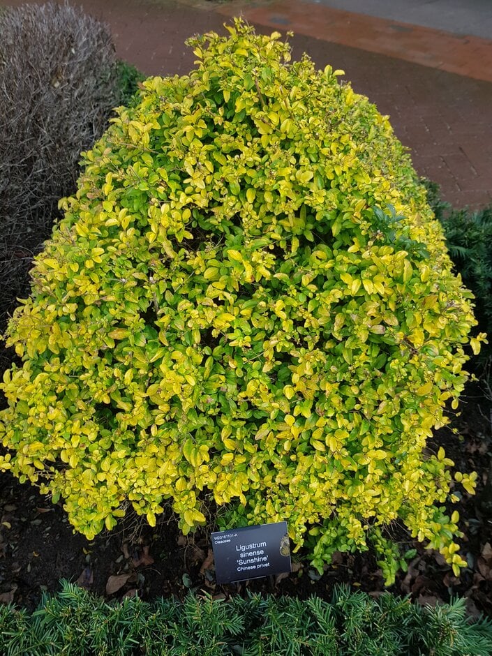 Chinese privet 'Sunshine'