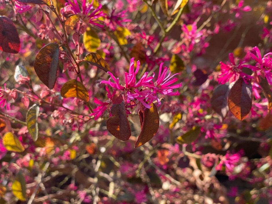 Chinese witch hazel 'Fire Dance'