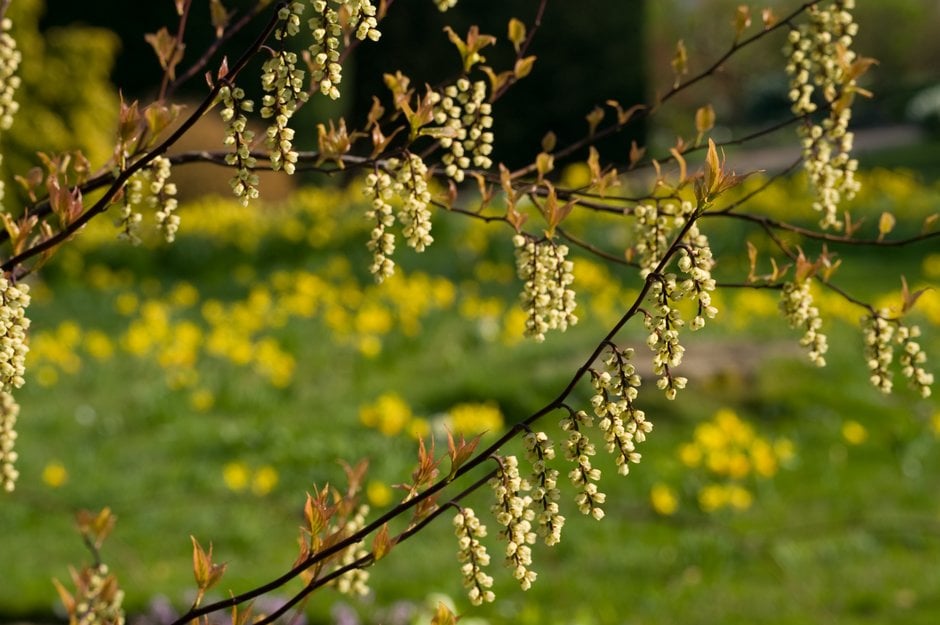 early stachyurus