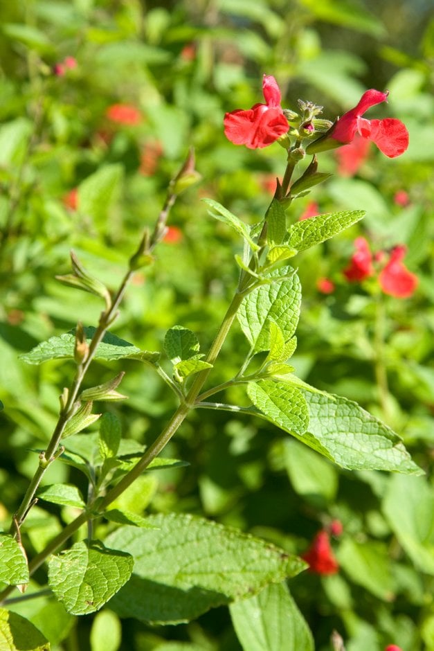 baby sage 'Newby Hall'