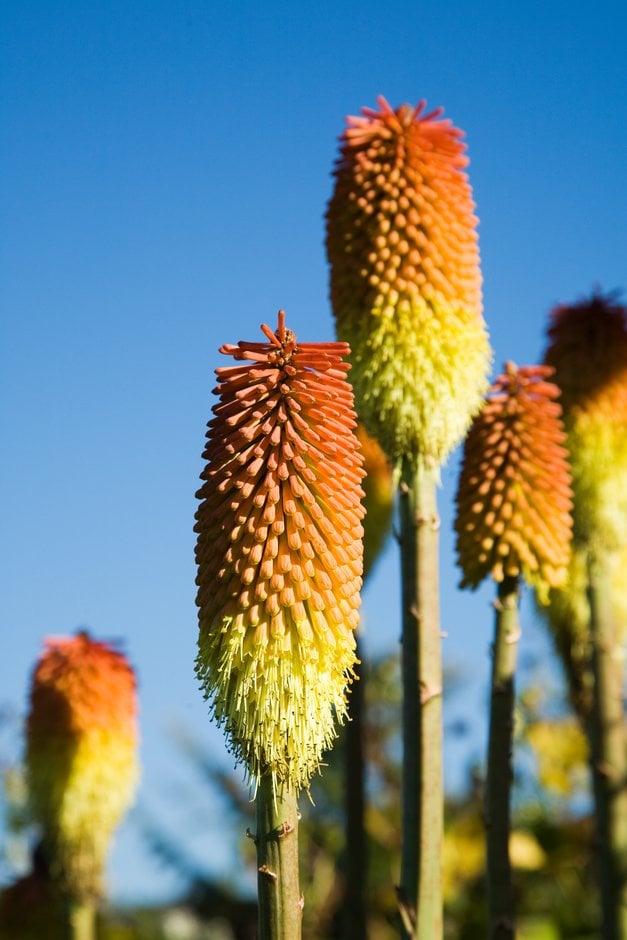 narrow-leaved red-hot poker