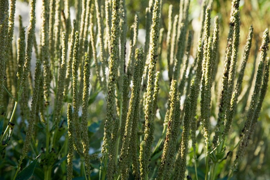 Culver's root 'Pink Glow'