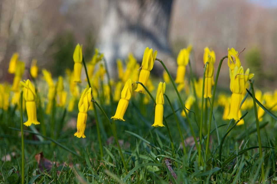 Narcissus cyclamineus (13)