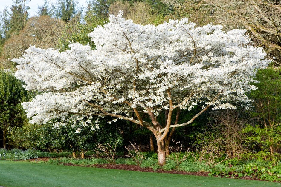 cherry 'Jō-nioi'