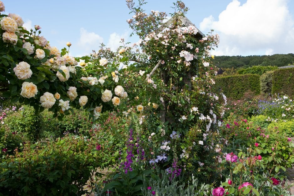 rose 'Rêve d'Or'