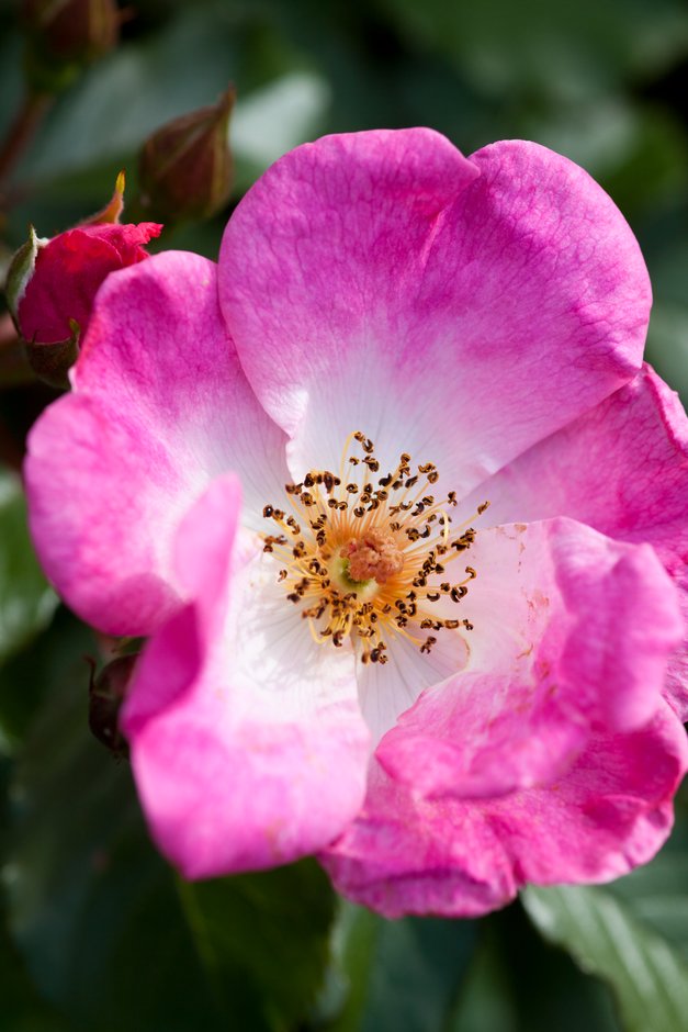 rose [Rosy Cushion]