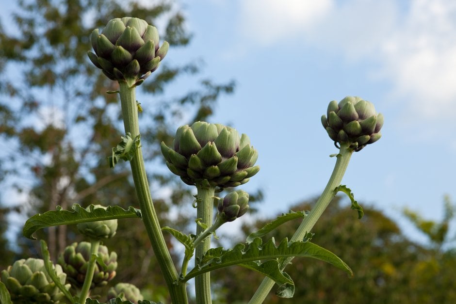 globe artichoke