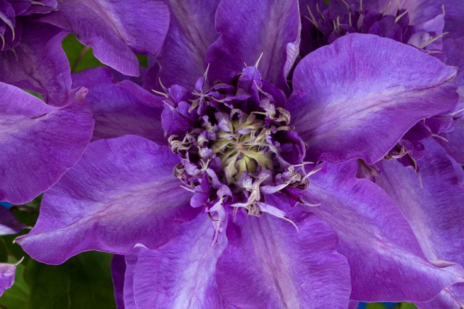 Clematis &Shikoo& (EL) | clematis &Shikoo& Climber Wall Shrub/RHS Gardening