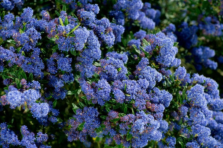 Californian lilac 'Concha'