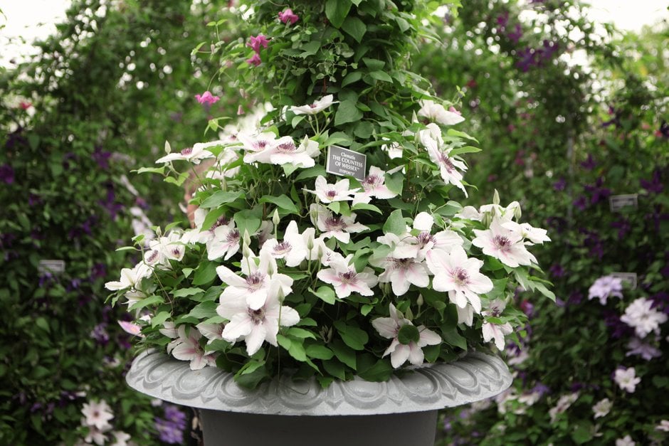 clematis [The Countess of Wessex]