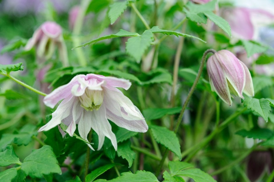 clematis 'Propertius'