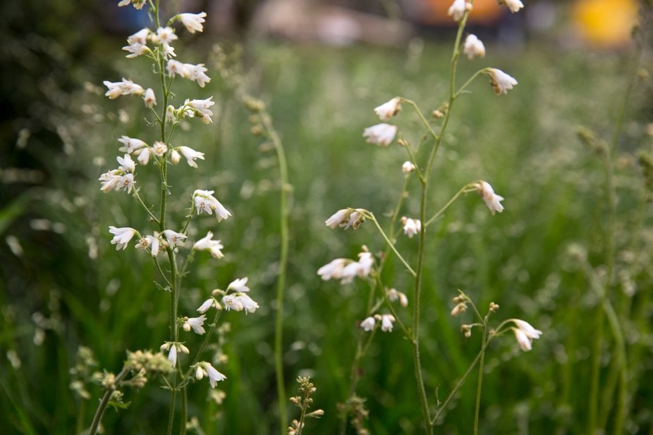 coral bells 'White Cloud'