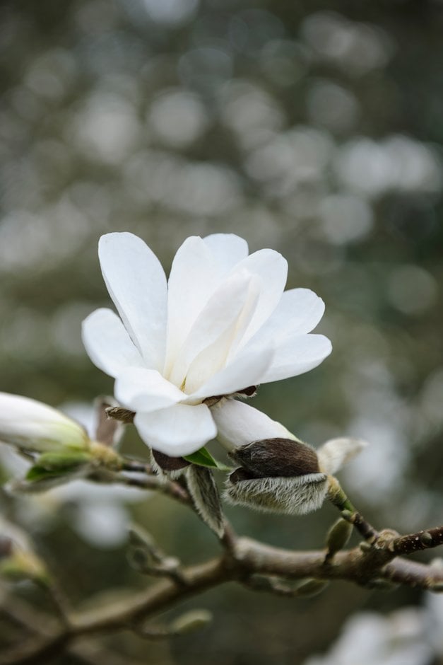 northern Japanese magnolia