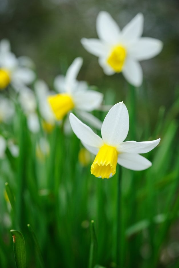 daffodil 'Jack Snipe'