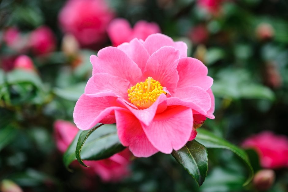 camellia 'Hilo'