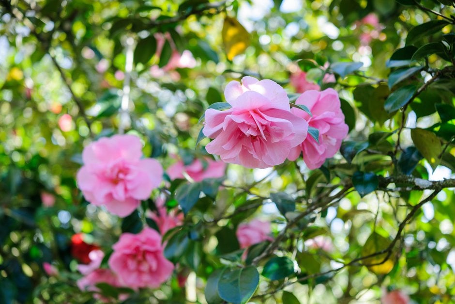 camellia 'Grand Jury'