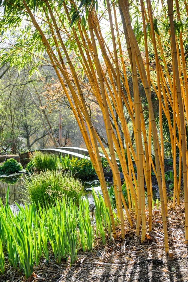 Allgold bamboo