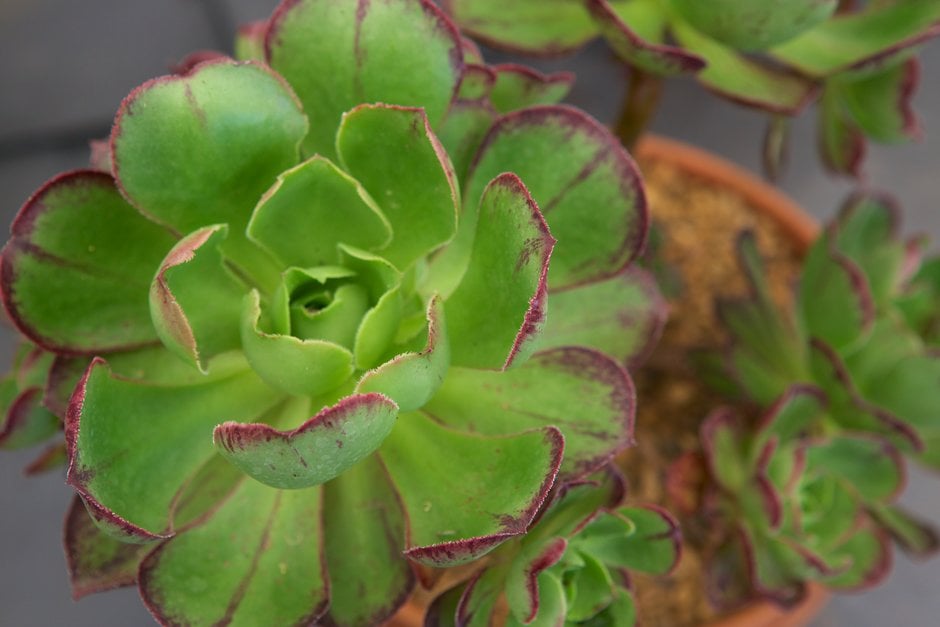 red-striped aeonium