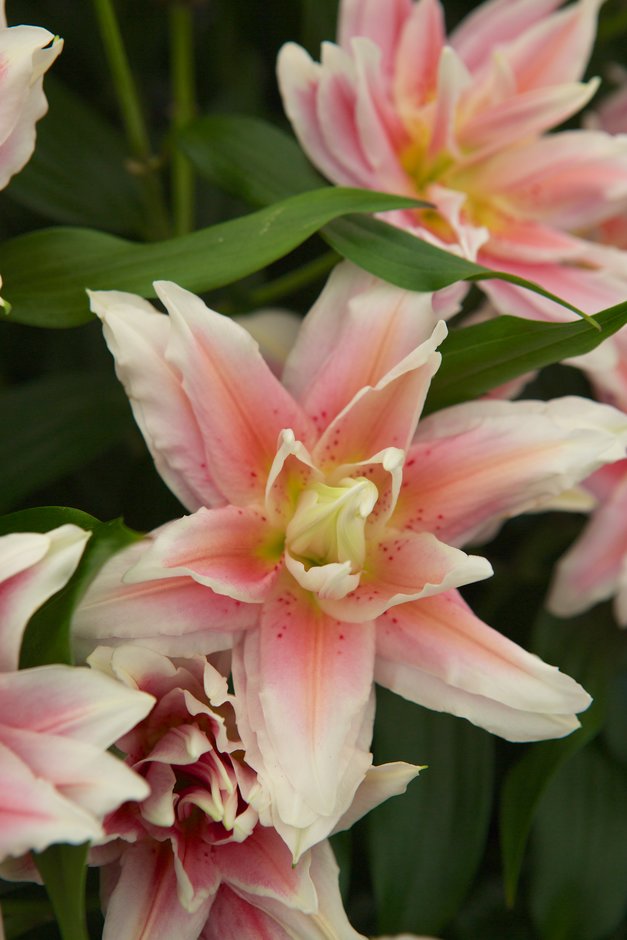 lily [Roselily Natalia]