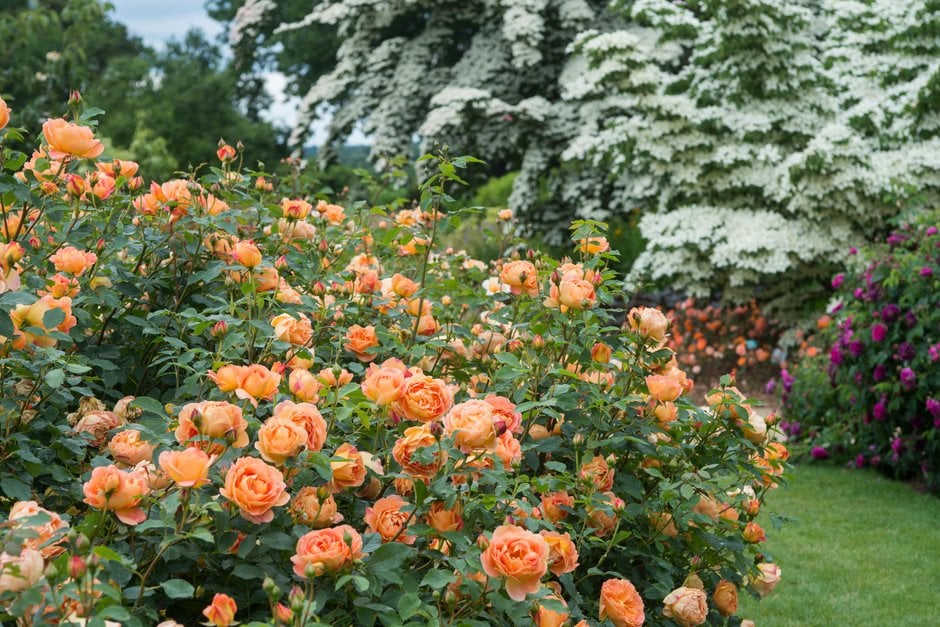 rose [Lady of Shalott]