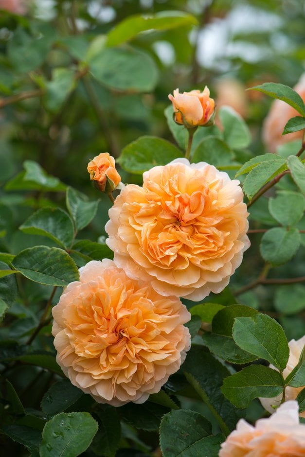 rose [Port Sunlight]