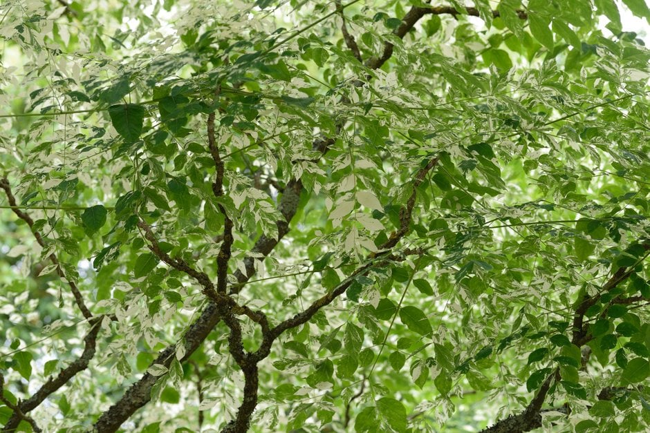 Kentucky coffee tree 'Variegata'