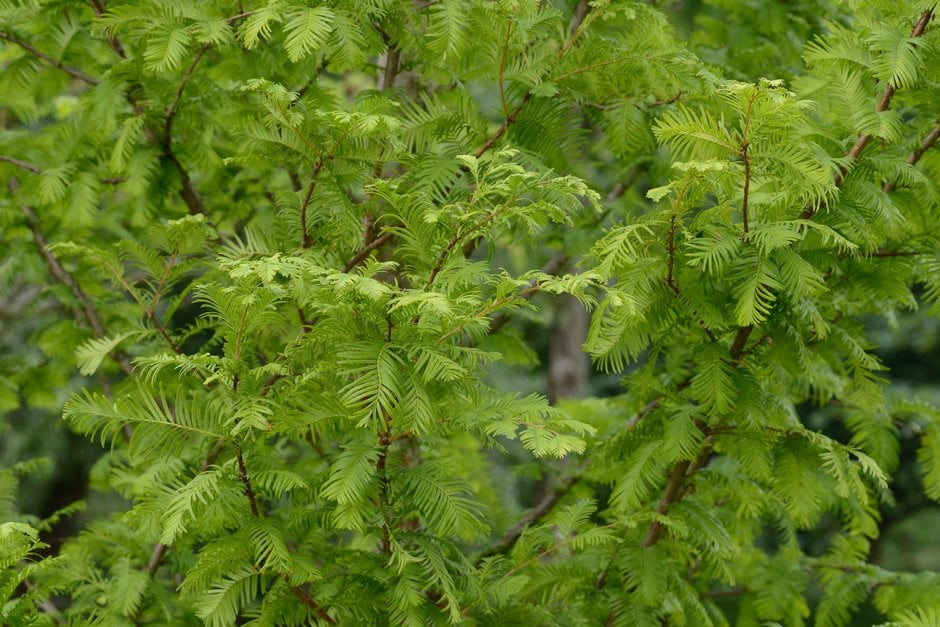 dawn redwood