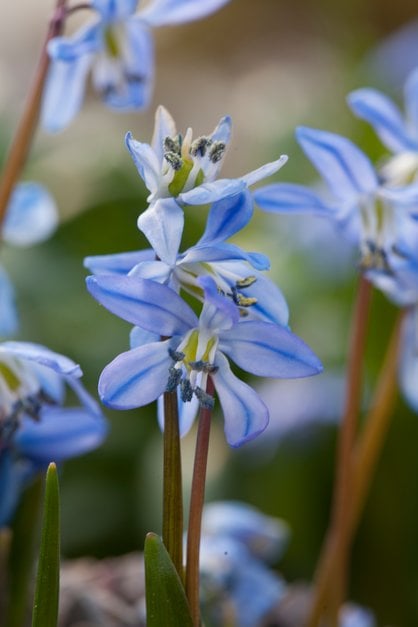 Siberian squill