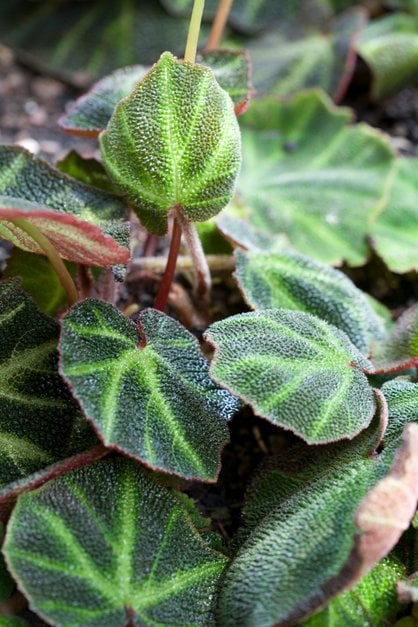 sun-changing begonia
