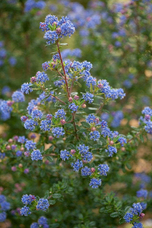 Veitch's blue blossom