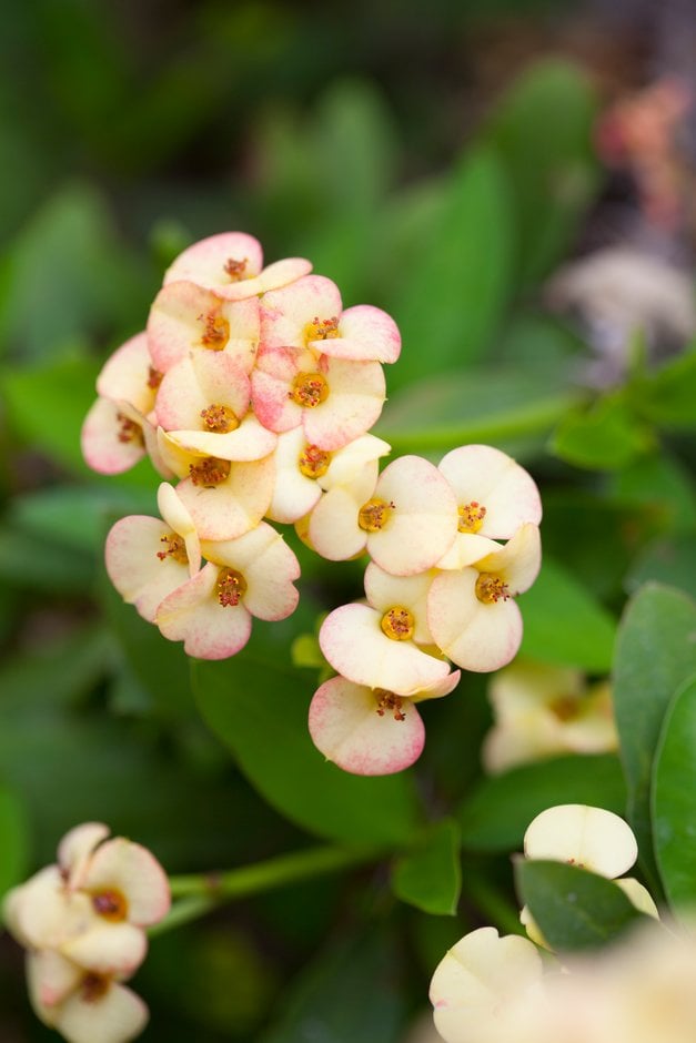 crown of thorns