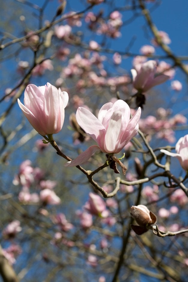 Campbell's magnolia
