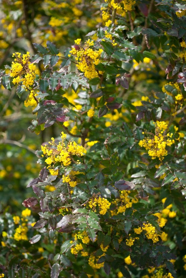 Oregon grape 'Undulata'