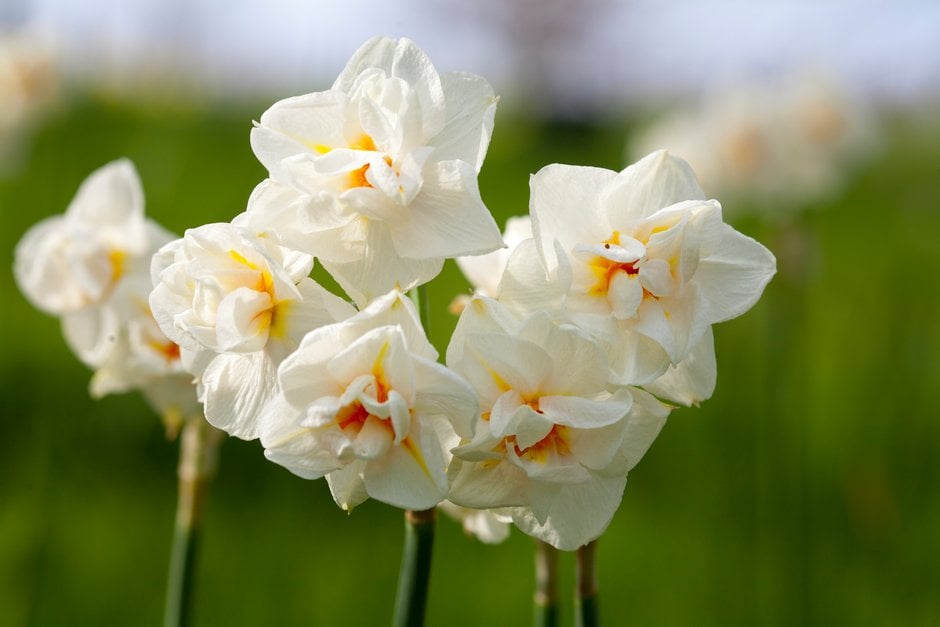 daffodil 'Sir Winston Churchill'