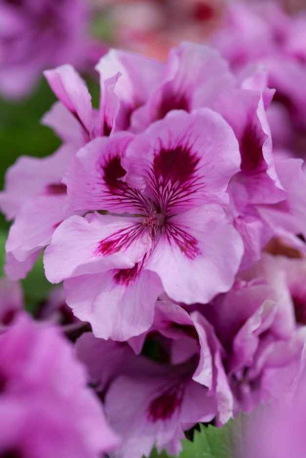 geranium 'Lavender Grand Slam'