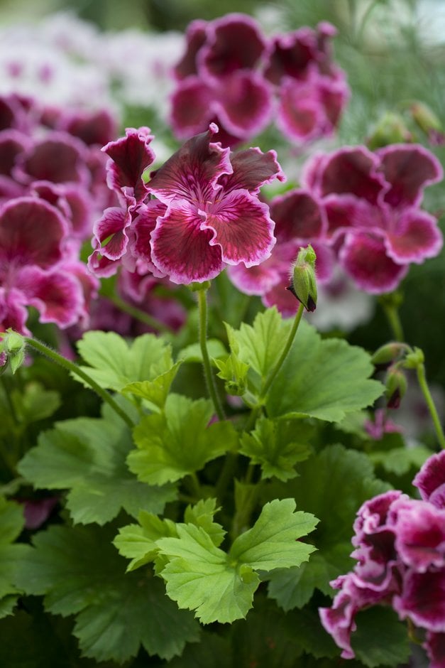 geranium 'Margaret Soley'