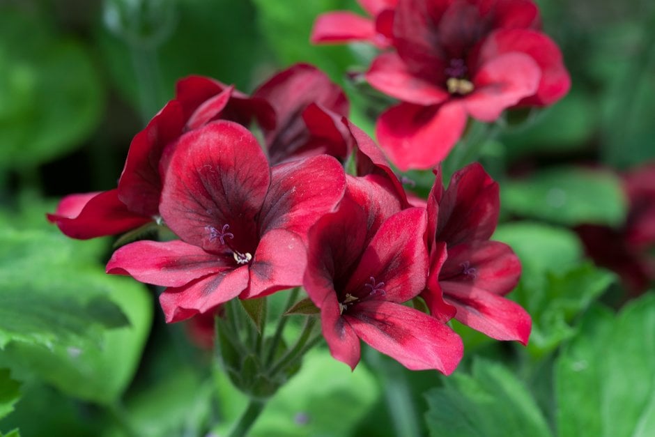 geranium 'Mystery'