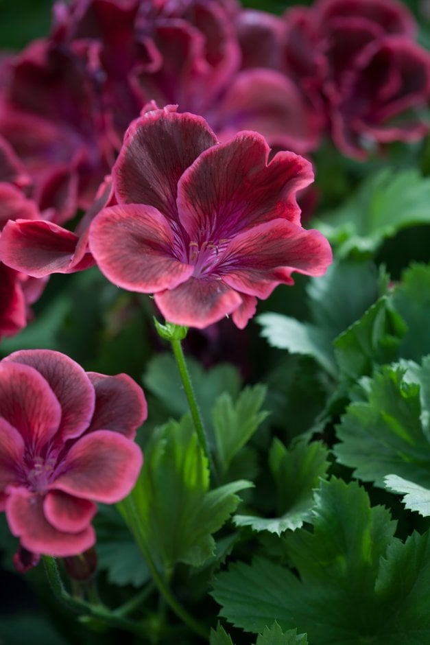 geranium 'Sefton'