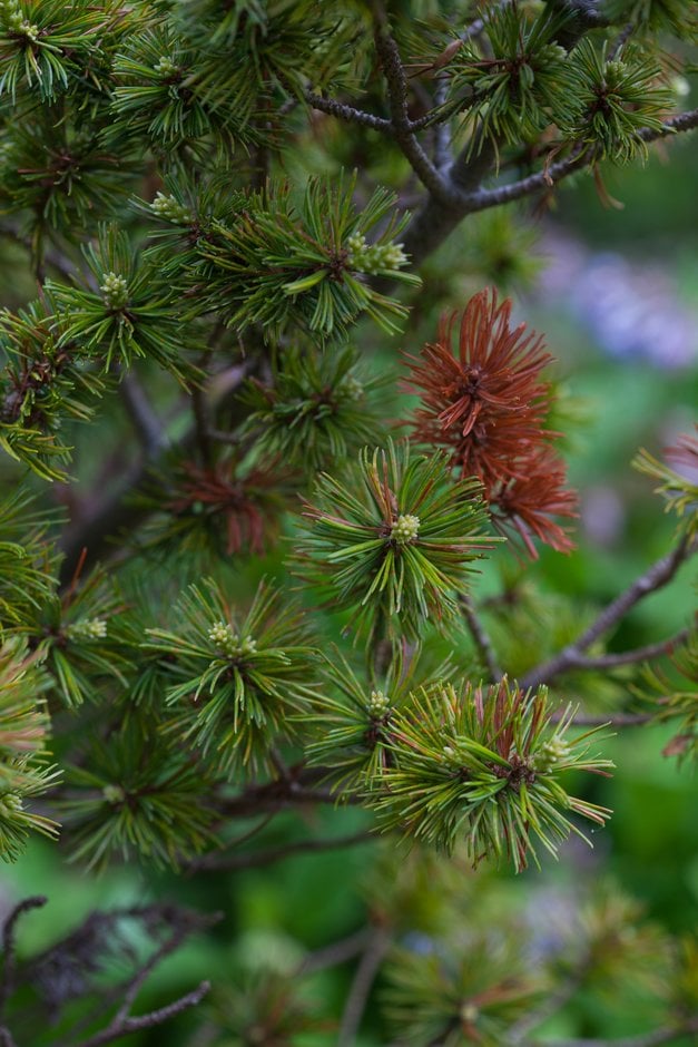 Japanese white pine 'Adcock's Dwarf'