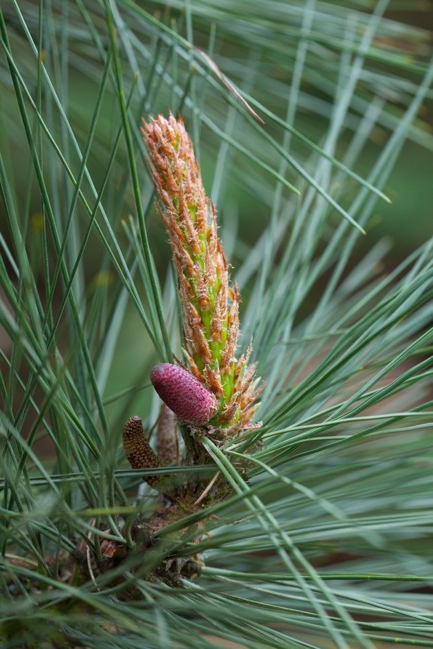 western yellow pine