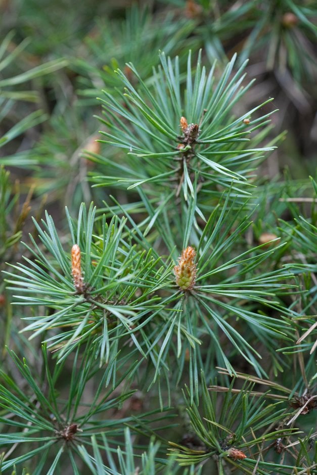 golden Scots pine