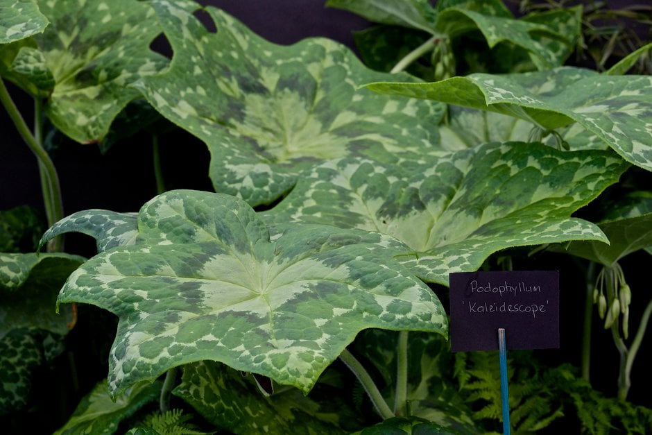 mayapple 'Kaleidoscope'
