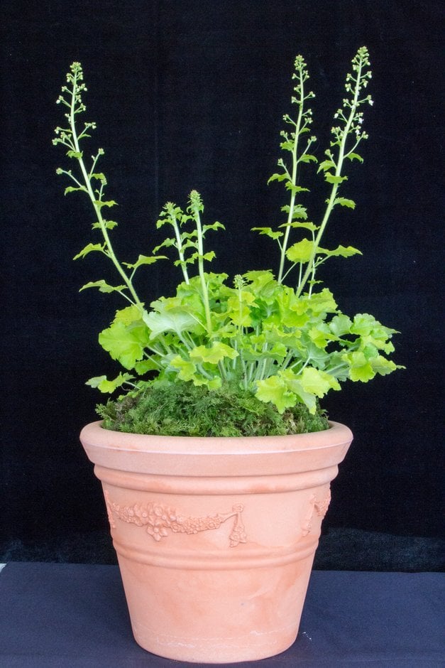 alum root 'Winter Joy'